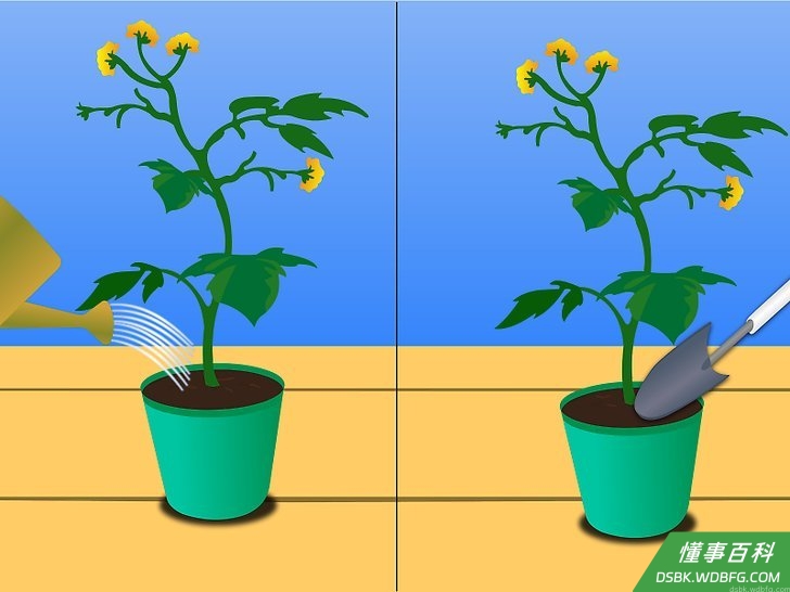 Step 6 最开始的7-10天每天浇水。