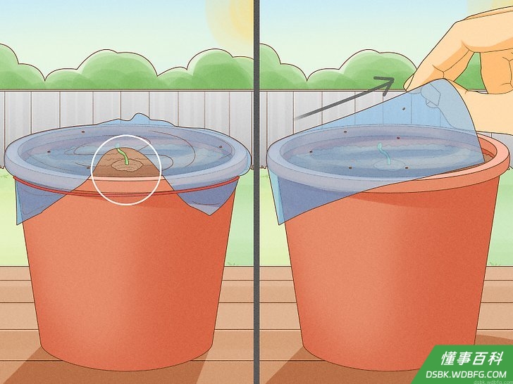 Step 11 嫩芽破土而出后拿掉塑料布,把花盆移到一个温暖并且阳光充足的地方。