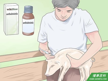 Step 6 保护猪猪免受寄生虫侵扰。