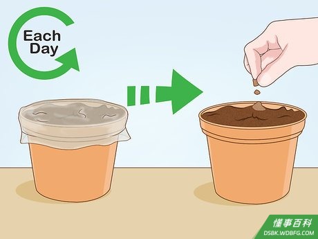 Step 5 把花盆装入塑料袋以保湿。