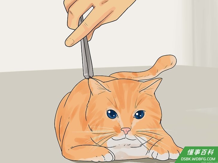Step 4 确保猫咪身上没有跳蚤或其它寄生虫。