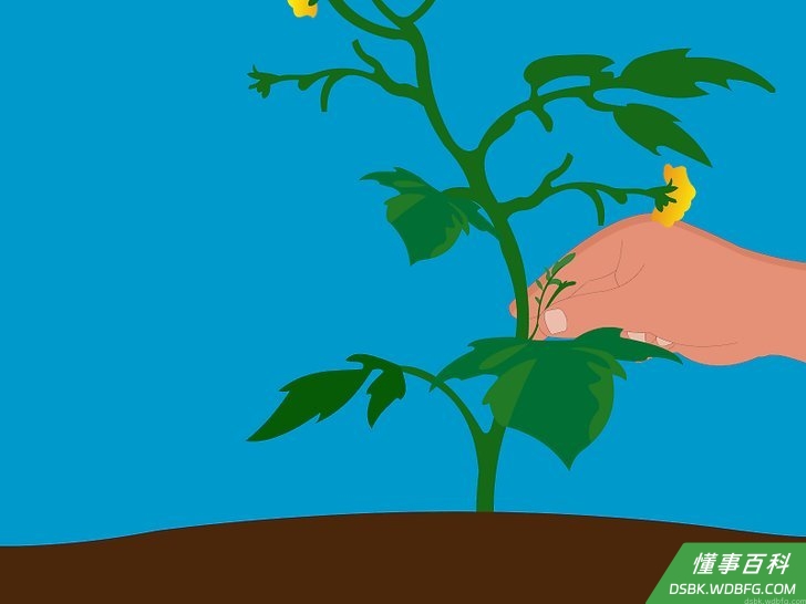 Step 2 除去植物的腋芽。