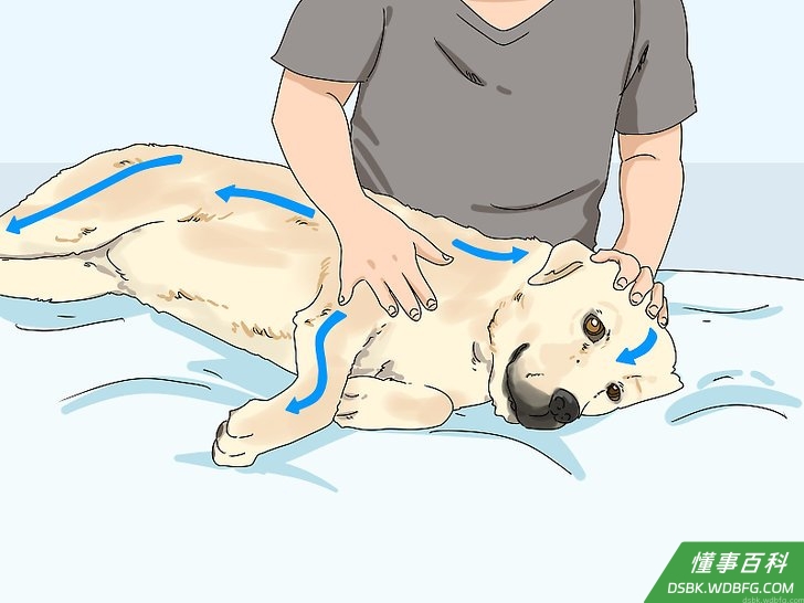 Step 3 将椰子油涂在狗狗身上有皮肤问题的部位。