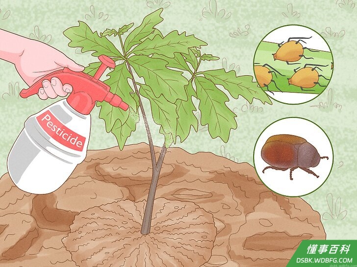 Step 1 保护年幼的橡树。