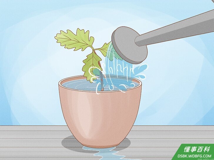Step 6 给种子浇水。