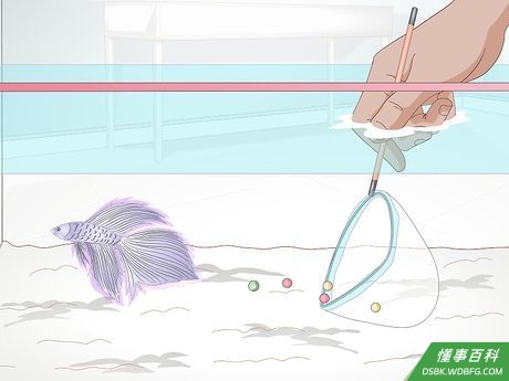 Step 3 把斗鱼不想吃的多余的食物清干净。