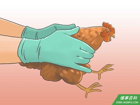 Step 4 两个月后,将鸡挪出放入室外的鸡舍中。