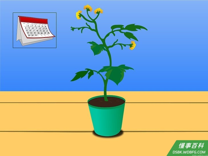 Step 7 每日检查花盆。