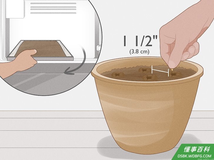 Step 3 种下你的种子。