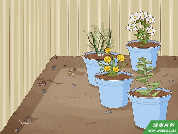 Step 6 种植能自然地赶走蜗牛的植物。