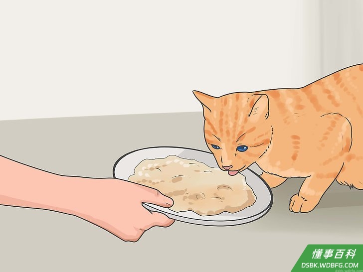 Step 1 喂食优质食物并提供充足的饮用水。