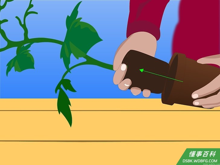 Step 6 小心地把植物从盆里取出，移到室外。
