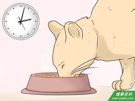 Step 2 根据猫咪的年龄和生活习性来决定饲养方式。