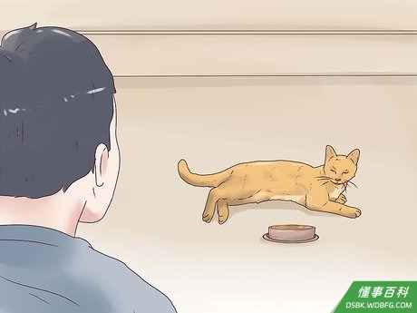 Step 6 意识到环境因素会如何影响猫咪的饮食习惯。