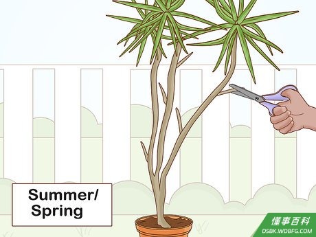Step 7 春季或夏季修剪龙血树,使其树形更紧凑。