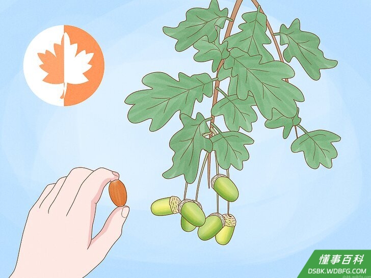 Step 1 初秋收集橡子。