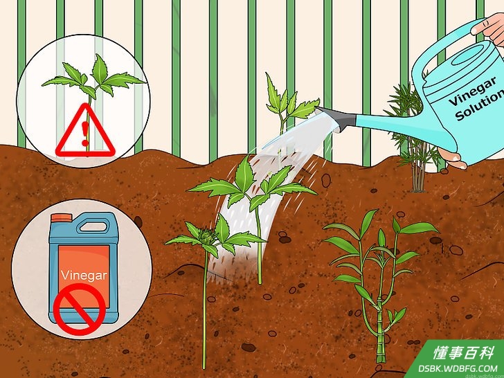 Step 2 忍住把醋混入土壤的冲动。