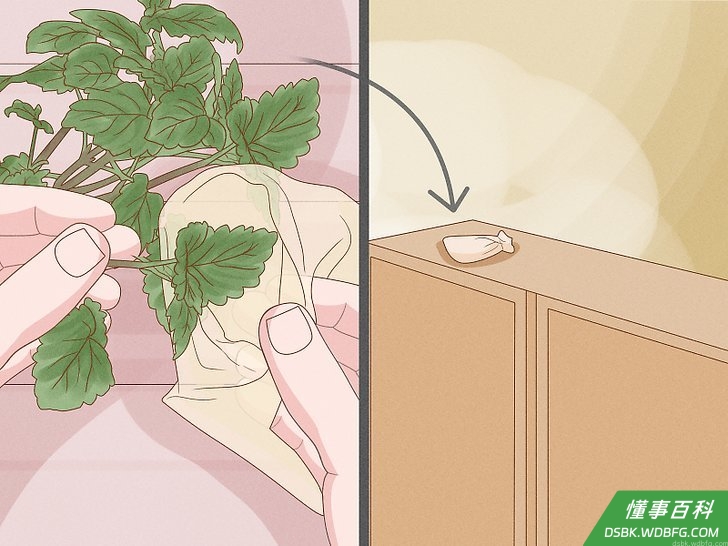 Step 1 在屋内四处摆放猫薄荷。