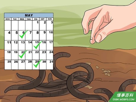 Step 1 每周喂食一次。