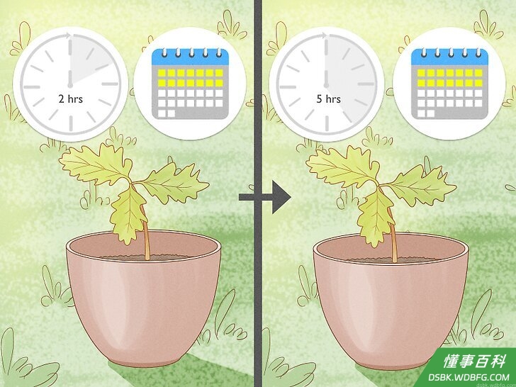 Step 2 等到幼苗适应能更强之后再移栽到外面。