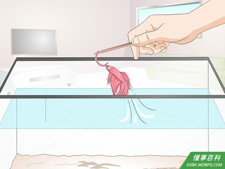 Step 4 在喂食时给斗鱼一点小锻炼。