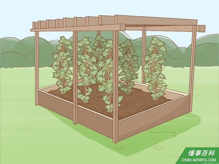 Step 4 正确地支撑你的葡萄。