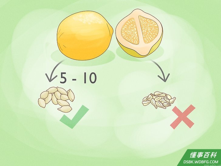Step 2 选取5到10粒饱满的有机柠檬种子。