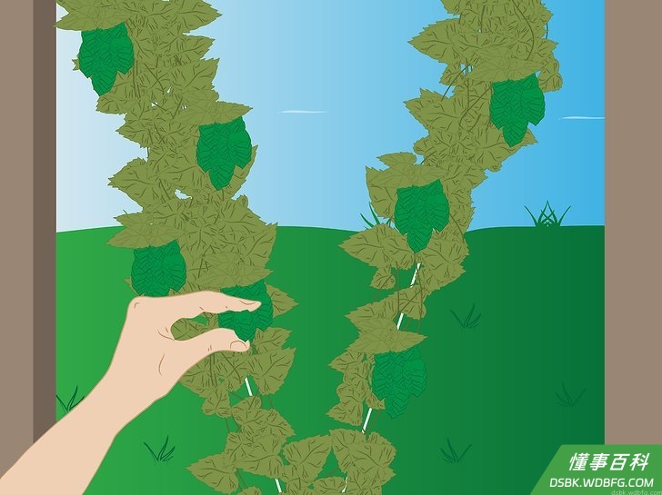 Step 2 采摘成熟的啤酒花球果。