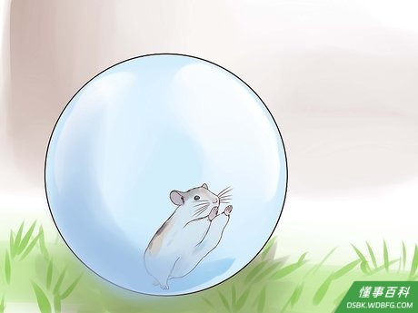 Step 4 可以在笼子外给它建一个游乐场。