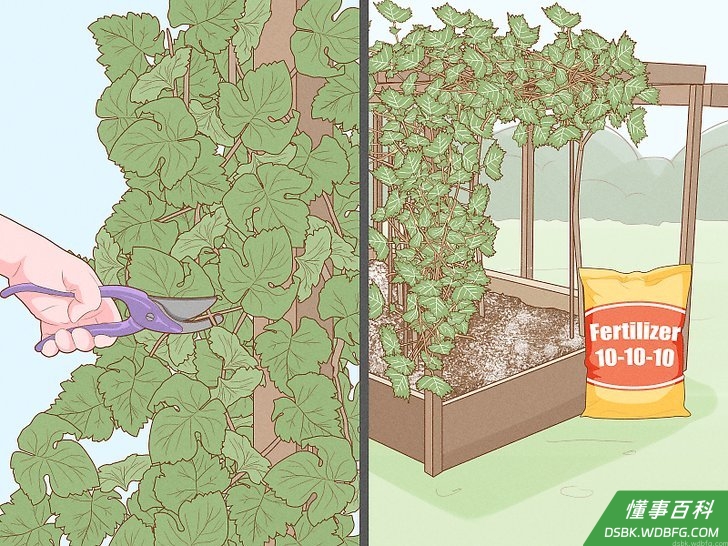 Step 5 给你的植物以适当的照料,并做好等待的准备。