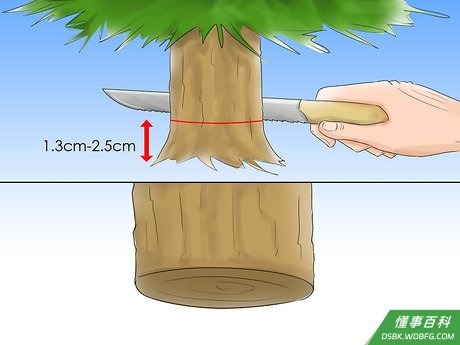 Step 1 准备好圣诞树的根基。