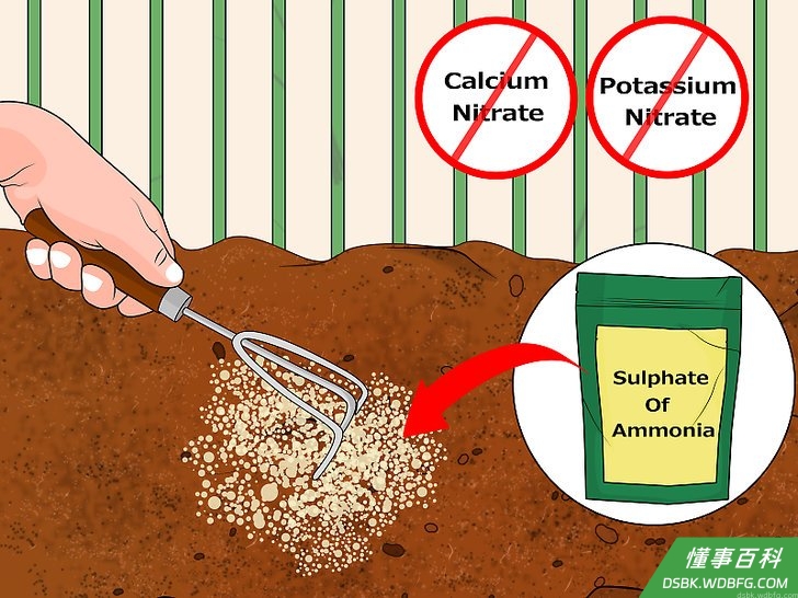 Step 5 使用含有氨(阿摩尼亚)的肥料。