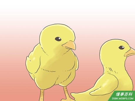 Step 5 在当地饲料店或者网上购买鸡苗。