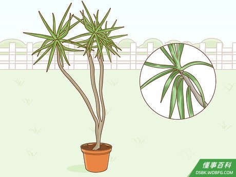 Step 4 选择尖叶龙血树栽培品种(俗称人猿泰山龙血树)。