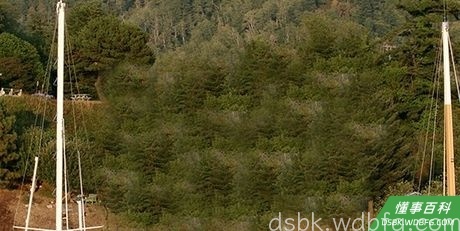 Step 2 选择“仿制图章”(S)。