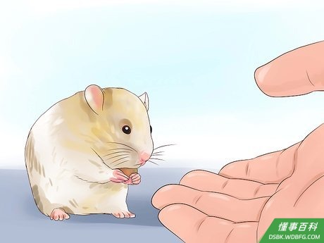 Step 2 轻柔地抚摸仓鼠。