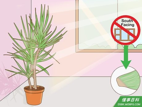 Step 1 把龙血树盆栽放在无太阳直射但光线明亮的地方。