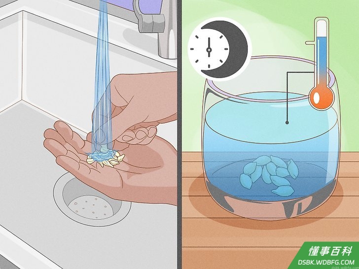 Step 6 清洗种子,去掉种子表面的黏膜。