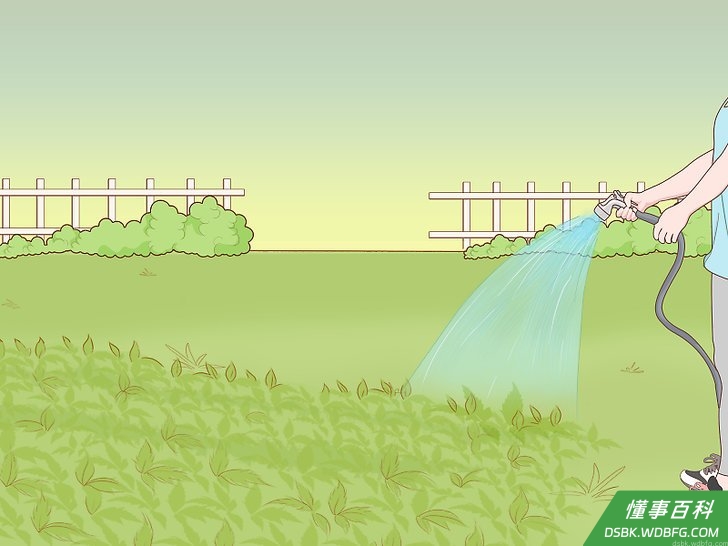 Step 1 早上浇水,阻止蜗牛产卵。