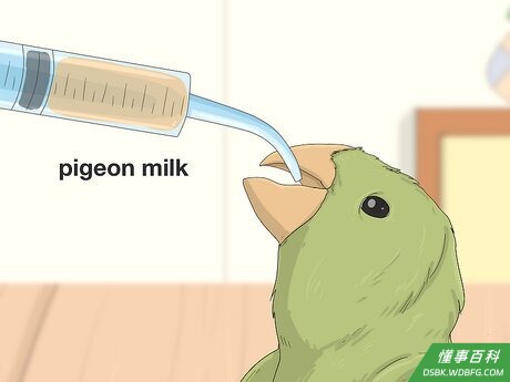 Step 4 了解什么品种的小鸟需要特别的食物。