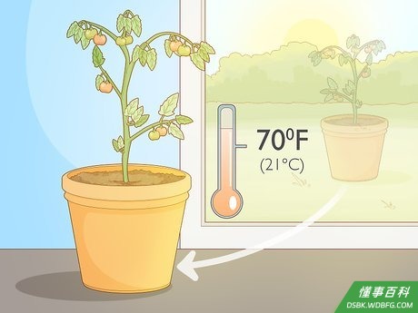 Step 1 把盆栽的西红柿搬到室内，放在直射阳光下。