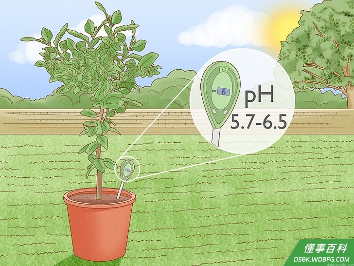 Step 4 保持土壤的PH值。