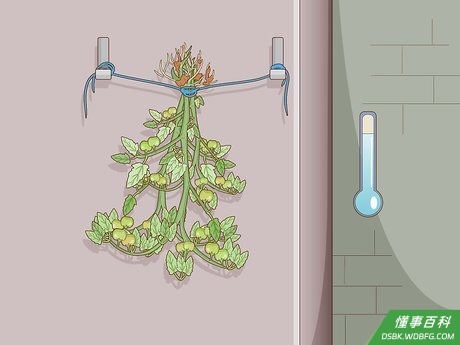 Step 4 把西红柿倒挂在凉爽的地下室或酒窖里。