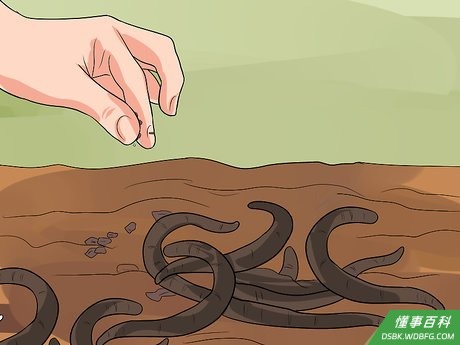 Step 3 每周喂食一次。