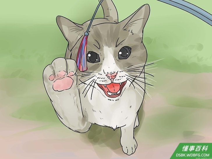 Step 2 帮助超重的猫咪减肥。