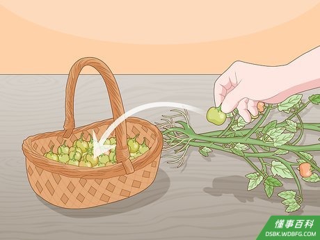 Step 1 如果生长季节结束后西红柿还没成熟，就把它们摘下来。