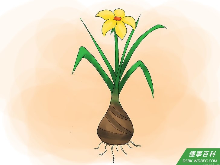 Step 4 若你选择种花,你可以种球茎植物。