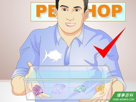 Step 1 挑选你的斗鱼。