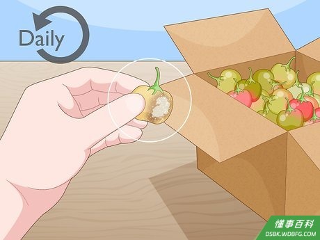Step 6 每天检查西红柿是否有腐烂或发霉的迹象。