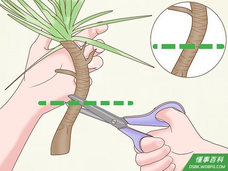 Step 3 从茎的底部横切截断。